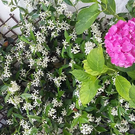 Hostel Garden House *